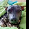 Mary Heaps🐶 - @allaboutmaryheaps - TikTok