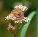 Marie Hedlund - Facebook
