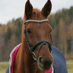 Marie Hedlund - @mariehedlund70 - Instagram