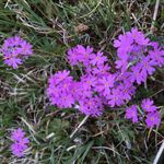 Marie-Louise Hedlund - @millihed - Instagram