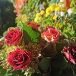 Marie-Eve Boeckler Holler - @boecklerholler - Instagram