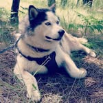 Asia Marie - @asia.marie.husky - Instagram