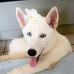 Marie 🌸 - @__mariehusky - Instagram