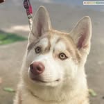 Marie Curie - @mariehusky - Instagram