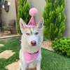 Marie Curie, a Husky - @mariehusky - TikTok
