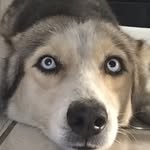 Marie Escodine Gomes - @marie_husky_ - Instagram