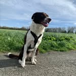 Marie Knott - @hollie_the_bc - Instagram