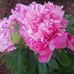 Marie Kohl - Facebook