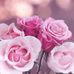 Sina-Marie Krack - Facebook