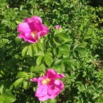 Marie Kunkle - @mkunkle1 - Instagram