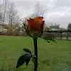 leni.Marie.kunz - @iphone7gewinnen - TikTok