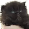 marielaforest23 - @marielaforest23 - TikTok