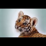 Marie Laforge - @animaux_3gnon - Instagram