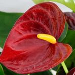 Marie Lam - Facebook
