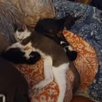 Marie Lanham - @bodacioushellraiser - Instagram