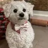 Marie Lavigne - @marie.lavigne7 - TikTok
