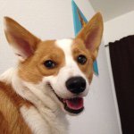 Chloe Mariè Lowery - @chloe_corgi - Instagram