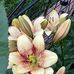 Mary Lundquist - Facebook