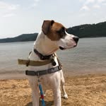 Leia Marie Maize - @leiatheservicedog - Instagram
