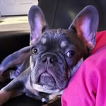 Marie-Eve Mallet - @charlot_le_frenchie - Instagram