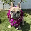 mango_marie - @mango_marie - TikTok