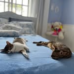 Marie.Max - @marie.max.cats - Instagram