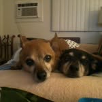 Anna Marie Navone-Mellinger - @ghingers8 - Instagram