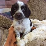 Anne-Marie Millard - @uggeshall_kennels - Instagram