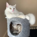 Marie, Zola, Mauzy and Milo - @marieandzola - Instagram