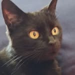 Marie Lou Chaton - @marie.morel.520 - Instagram