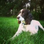 Newman Marie Morrill 🐾🐾 - @newmanthespringer - Instagram