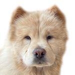 Denver Marie Mosher - @denverthechowchow - Instagram