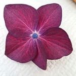 Marie-Thérèse - @marietherese.nowicki - Instagram