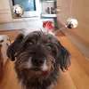 llvy Marie öhlinger - @llvy888888 - TikTok