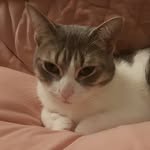 Lexii Marie O'Quinn - @kittygurl_lexii - Instagram