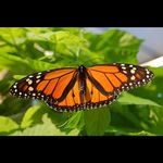 Marie Papillon - @marie.papillon55 - Instagram