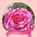 Marie Dominique Pardieu - Facebook