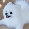 Babyyoda - @mariapartee - TikTok