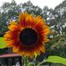 Marie Patrick - Facebook