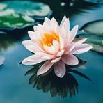 Marie Perrine - Facebook
