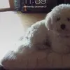 Marie Perrone - @marieperrone123 - TikTok