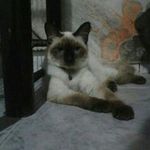 Marie potter - @marie.a.gata - Instagram