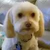 mariepuccinellico - @mariepuccinellico - TikTok