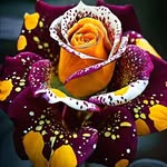 K Marie Pulliam - @plantlover2395 - Instagram