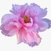 Marie Pulliam-Renne - Facebook
