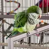 Jade - @jademariethequakerparrot - TikTok