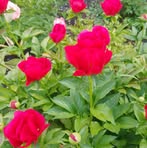 Marie-Claire Robillard - Facebook