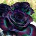 Marie Rocchi - Facebook