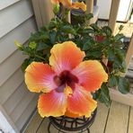 Marie Roff - Facebook