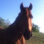 Jada Marie Rouillard - @i_love_my_horse_pepper - Instagram